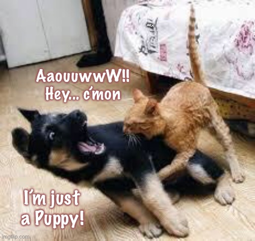 Cat Dog Fight | MRA; AaouuwwW!!
Hey... c’mon; I’m just
a Puppy! | image tagged in cat dog fight | made w/ Imgflip meme maker
