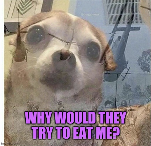 PTSD Chihuahua | WHY WOULD THEY TRY TO EAT ME? | image tagged in ptsd chihuahua | made w/ Imgflip meme maker