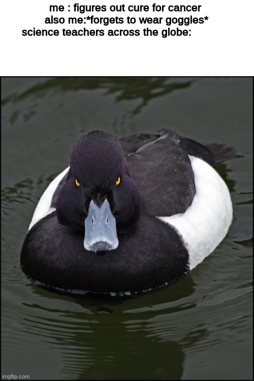 Angry duck | me : figures out cure for cancer 
also me:*forgets to wear goggles*
science teachers across the globe: | image tagged in angry duck | made w/ Imgflip meme maker