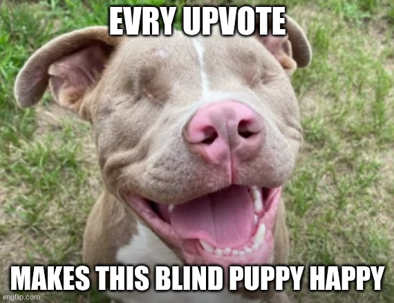 MAKE ME HAPPY PLS | EVRY UPVOTE; MAKES THIS BLIND PUPPY HAPPY | image tagged in cute puppies | made w/ Imgflip meme maker