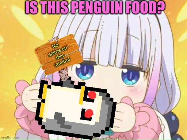 Kanna finds an anti-anime penguin | IS THIS PENGUIN FOOD? No anime on this stream! | image tagged in kanna kamui,anti anime,penguin,anime girl | made w/ Imgflip meme maker