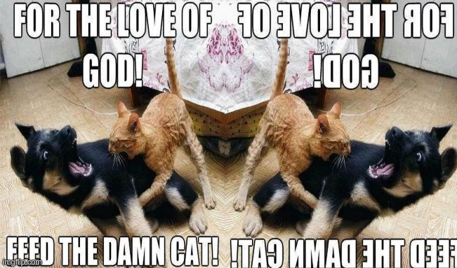 mirror of my meme | image tagged in mirror,dog,cat | made w/ Imgflip meme maker