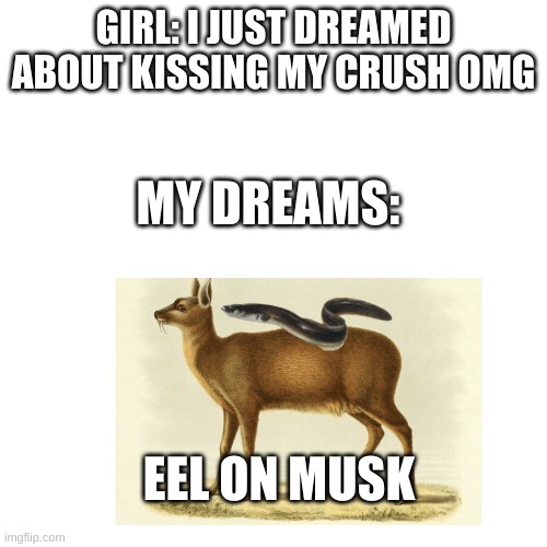 Blank Transparent Square | GIRL: I JUST DREAMED ABOUT KISSING MY CRUSH OMG; MY DREAMS:; EEL ON MUSK | image tagged in memes,blank transparent square | made w/ Imgflip meme maker