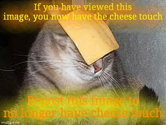 Cats with cheese | If you have viewed this image, you now have the cheese touch; Repost this image to no longer have cheese touch | image tagged in cats with cheese | made w/ Imgflip meme maker