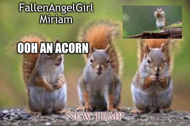 NEW TEMP | FallenAngelGirl
Miriam; OOH AN ACORN; NEW TEMP | image tagged in squirrel temp | made w/ Imgflip meme maker