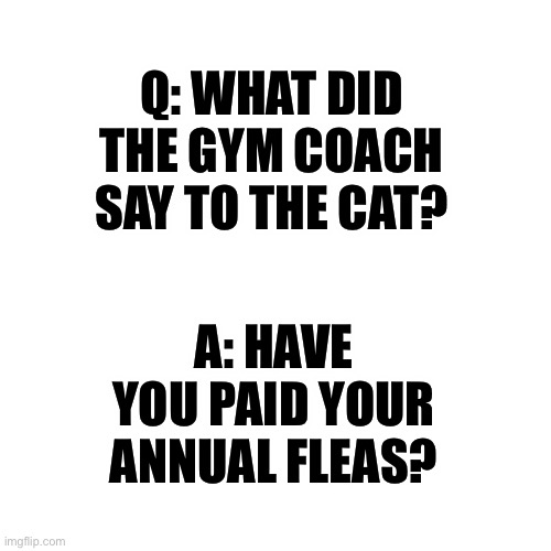 LOL | Q: WHAT DID THE GYM COACH SAY TO THE CAT? A: HAVE YOU PAID YOUR ANNUAL FLEAS? | image tagged in memes,blank transparent square,funny,cats,gym,puns | made w/ Imgflip meme maker