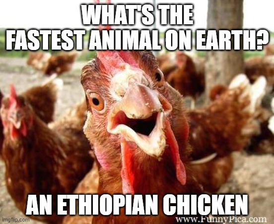 Chicken | WHAT'S THE FASTEST ANIMAL ON EARTH? AN ETHIOPIAN CHICKEN | image tagged in chicken | made w/ Imgflip meme maker
