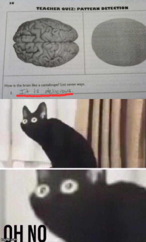 I'm not sure how to feel about this. | image tagged in oh no cat | made w/ Imgflip meme maker