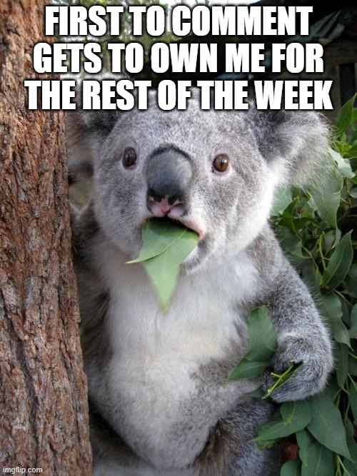*Heavy breathing* | FIRST TO COMMENT GETS TO OWN ME FOR THE REST OF THE WEEK | image tagged in memes,surprised koala | made w/ Imgflip meme maker