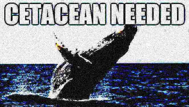 High Quality Cetacean needed deep-fried Blank Meme Template