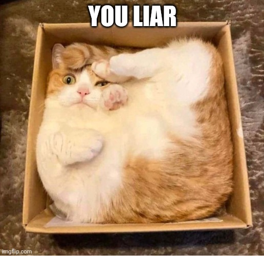 Cat Box Squished | YOU LIAR | image tagged in cat box squished | made w/ Imgflip meme maker