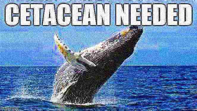 High Quality Cetacean needed light fried Blank Meme Template