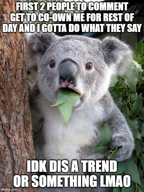 Surprised Koala Meme | FIRST 2 PEOPLE TO COMMENT GET TO CO-OWN ME FOR REST OF DAY AND I GOTTA DO WHAT THEY SAY; IDK DIS A TREND OR SOMETHING LMAO | image tagged in memes,surprised koala | made w/ Imgflip meme maker