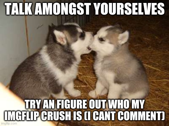 Cute Puppies | TALK AMONGST YOURSELVES; TRY AN FIGURE OUT WHO MY IMGFLIP CRUSH IS (I CANT COMMENT) | image tagged in memes,cute puppies | made w/ Imgflip meme maker
