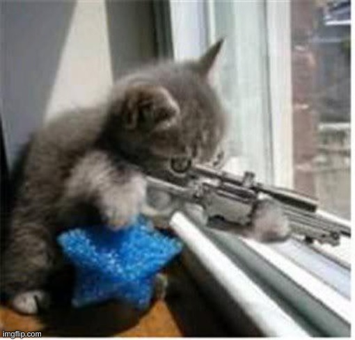cats with guns | image tagged in cats with guns | made w/ Imgflip meme maker
