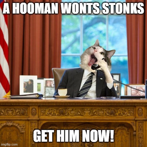 CAT BUSINESSMAN OFFICE TELEPHONE BLANK | A HOOMAN WONTS STONKS; GET HIM NOW! | image tagged in cat businessman office telephone blank | made w/ Imgflip meme maker