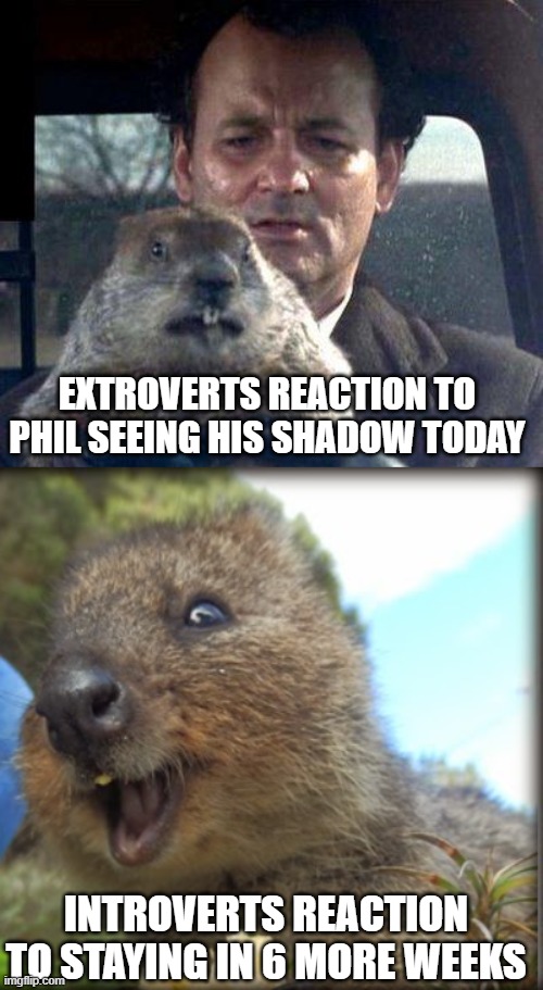Why  Phil | EXTROVERTS REACTION TO PHIL SEEING HIS SHADOW TODAY; INTROVERTS REACTION TO STAYING IN 6 MORE WEEKS | image tagged in groundhog day,introverts | made w/ Imgflip meme maker
