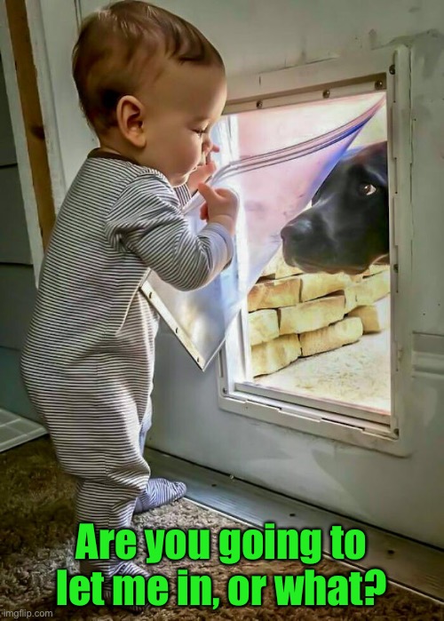 Guard at the Door | Are you going to let me in, or what? | image tagged in funny memes,dogs | made w/ Imgflip meme maker