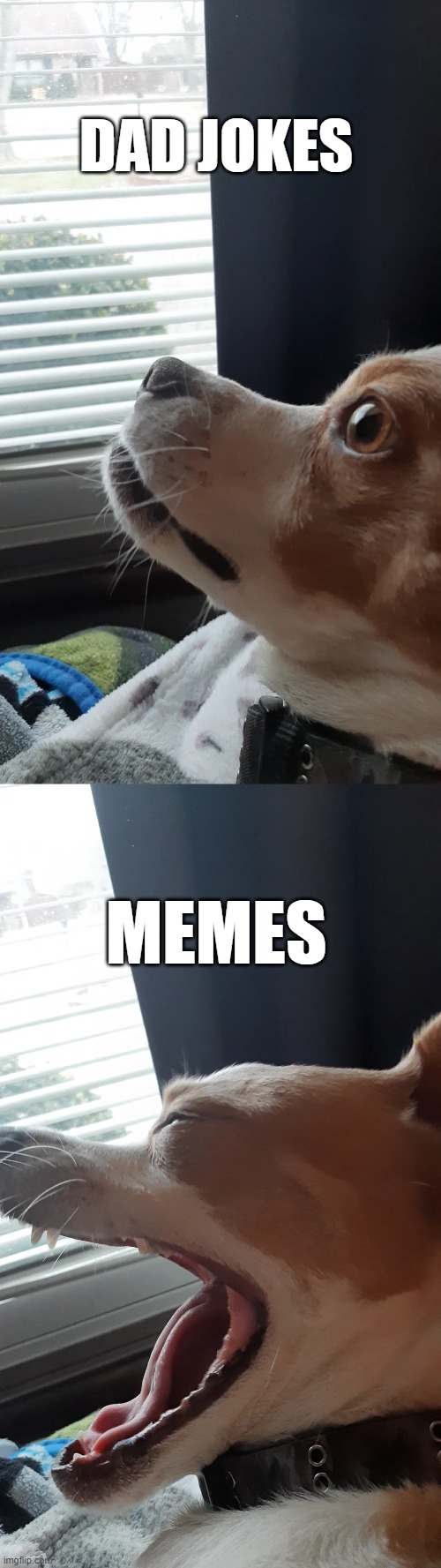 Memes make me go HA | DAD JOKES; MEMES | image tagged in laughing dog comparison | made w/ Imgflip meme maker