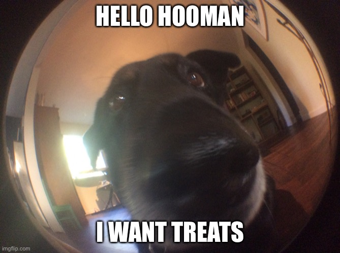It’s so cute, yet so menacing | HELLO HOOMAN; I WANT TREATS | image tagged in big nose dog | made w/ Imgflip meme maker