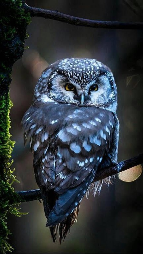 Blue Owl | image tagged in awesome,pics,photography | made w/ Imgflip meme maker