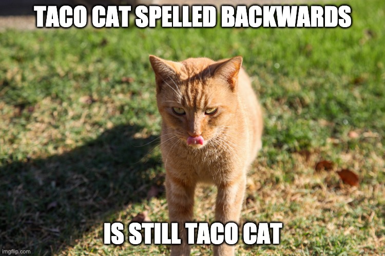 Taco cat | TACO CAT SPELLED BACKWARDS; IS STILL TACO CAT | image tagged in taco cat | made w/ Imgflip meme maker