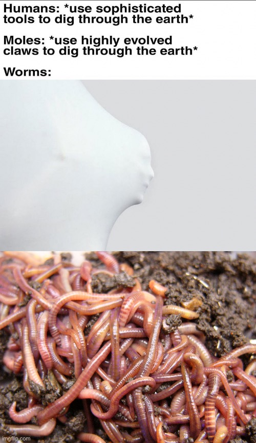 Wormy worms | image tagged in worms,worm,repost | made w/ Imgflip meme maker
