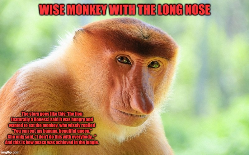 The wise monkey with the long nose (not to be confused with the donkey with the long...) | The story goes like this: The lion (naturally a lioness) said it was hungry and wanted to eat the monkey, who wisely replied "You can eat my banana, beautiful queen." She only said, "I don't do this with everybody…" And this is how peace was achieved in the jungle. | image tagged in monkey,wisdom | made w/ Imgflip meme maker