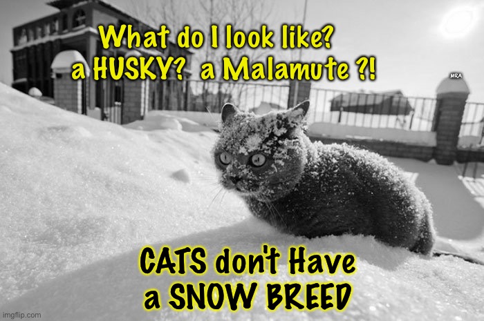 Cat Snow drug cocaine | What do I look like?  
a HUSKY?  a Malamute ?! MRA; CATS don't Have
a SNOW BREED | image tagged in cat snow drug cocaine | made w/ Imgflip meme maker