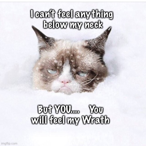 cats grumpy cat Memes & GIFs - Imgflip