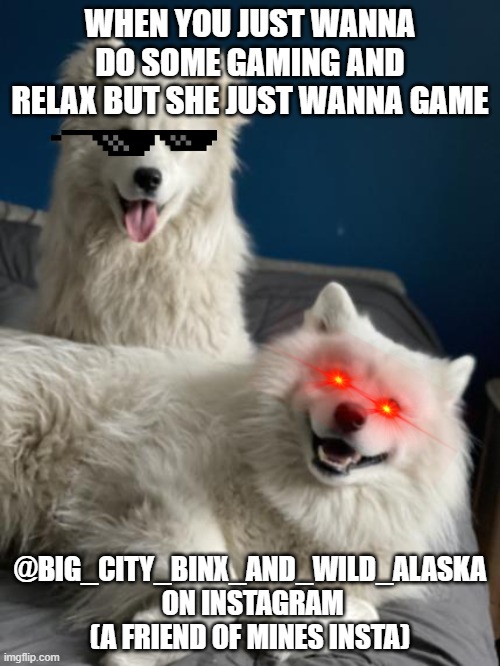 my friends doges wantin 2 game | WHEN YOU JUST WANNA DO SOME GAMING AND RELAX BUT SHE JUST WANNA GAME; @BIG_CITY_BINX_AND_WILD_ALASKA
 ON INSTAGRAM (A FRIEND OF MINES INSTA) | image tagged in gaming,dogs | made w/ Imgflip meme maker