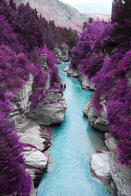 Purple Forest and Blue Stream. Photo credit: Auttapon Moonsawad | image tagged in aawesome,pics,photography | made w/ Imgflip meme maker