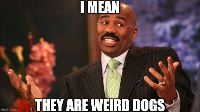Steve Harvey Meme | I MEAN THEY ARE WEIRD DOGS | image tagged in memes,steve harvey | made w/ Imgflip meme maker