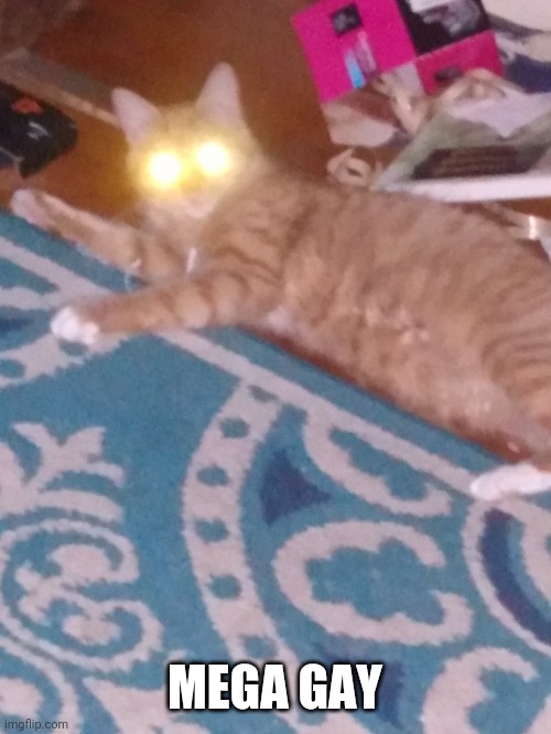 Cursed cat | MEGA GAY | image tagged in cursed cat | made w/ Imgflip meme maker