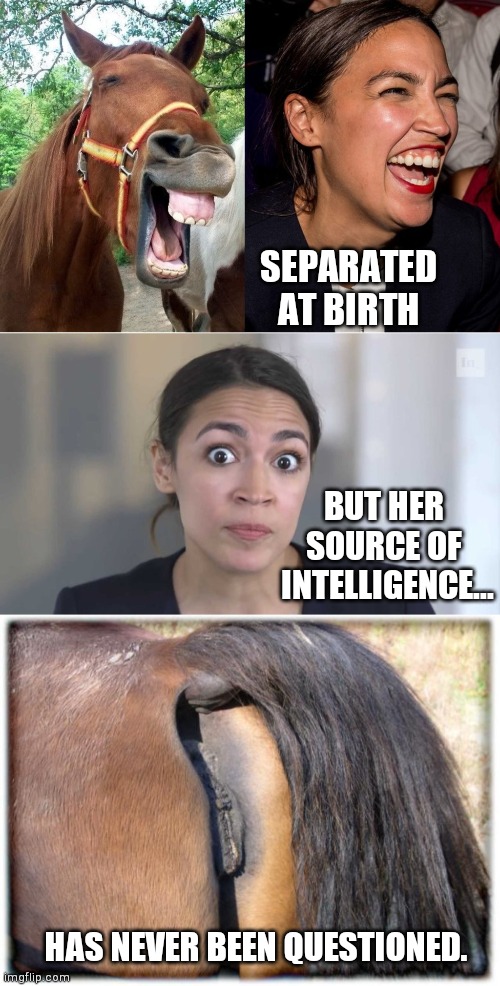 SEPARATED
AT BIRTH; BUT HER 
SOURCE OF 
INTELLIGENCE... HAS NEVER BEEN QUESTIONED. | image tagged in aoc horse face alexandria ocasio-cortez,crazy alexandria ocasio-cortez,horses ass | made w/ Imgflip meme maker