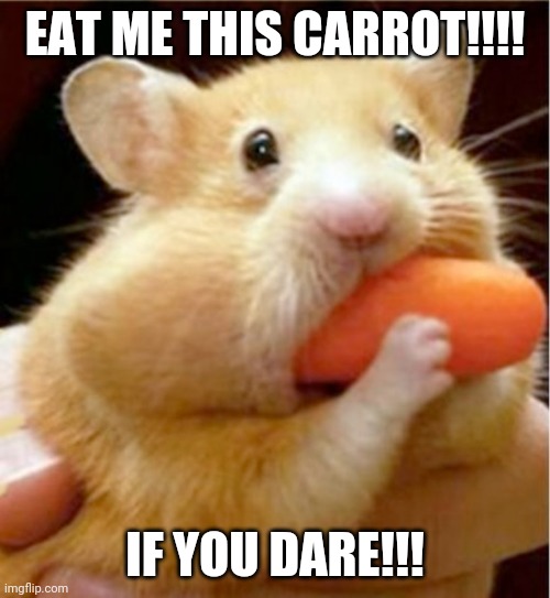 Hamster eats carrot mouthful | EAT ME THIS CARROT!!!! IF YOU DARE!!! | image tagged in hamster eats carrot mouthful | made w/ Imgflip meme maker