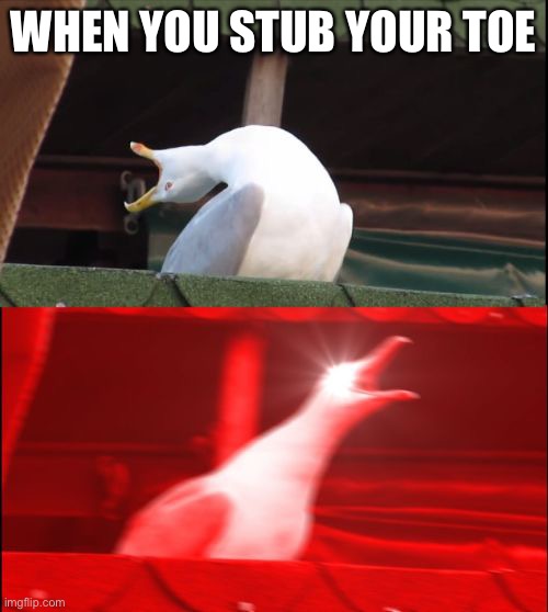 screaming seagull | WHEN YOU STUB YOUR TOE | image tagged in screaming seagull | made w/ Imgflip meme maker