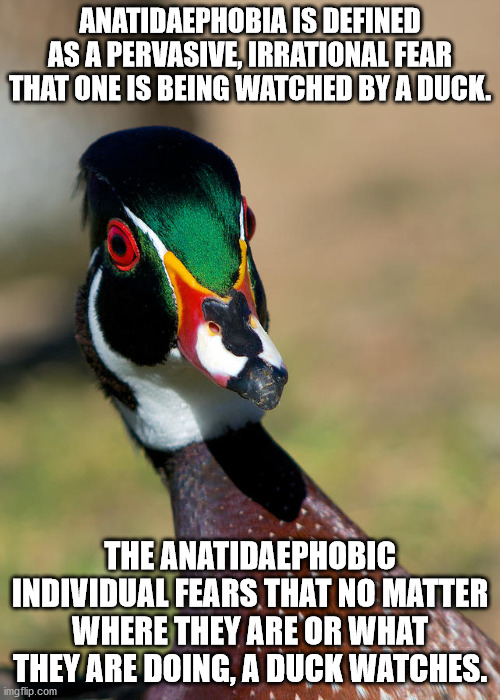 Ducks are watching and judging you right now. | ANATIDAEPHOBIA IS DEFINED AS A PERVASIVE, IRRATIONAL FEAR THAT ONE IS BEING WATCHED BY A DUCK. THE ANATIDAEPHOBIC INDIVIDUAL FEARS THAT NO MATTER WHERE THEY ARE OR WHAT THEY ARE DOING, A DUCK WATCHES. | image tagged in anatidaephobia,ducks,paranoia | made w/ Imgflip meme maker