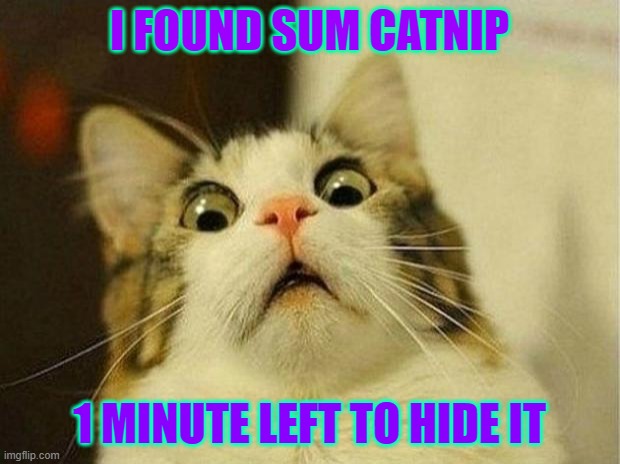 Found some catnip meme | I FOUND SUM CATNIP; 1 MINUTE LEFT TO HIDE IT | image tagged in memes,scared cat | made w/ Imgflip meme maker