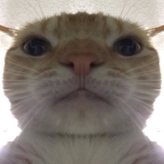 FaceTime cat Blank Template Imgflip