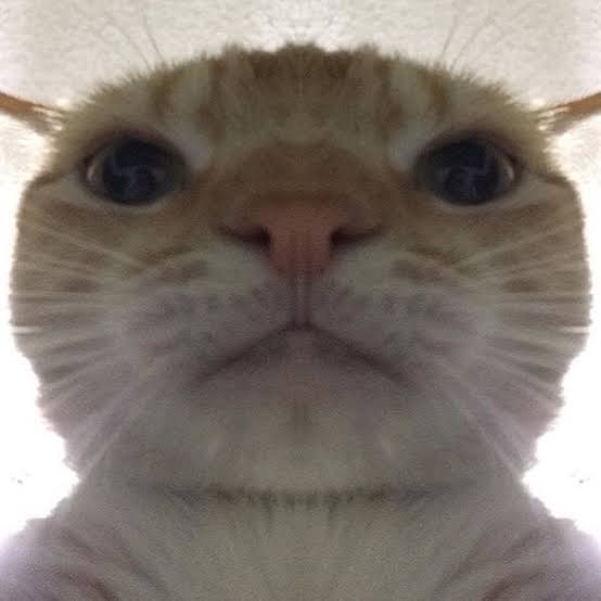 FaceTime cat Blank Meme Template