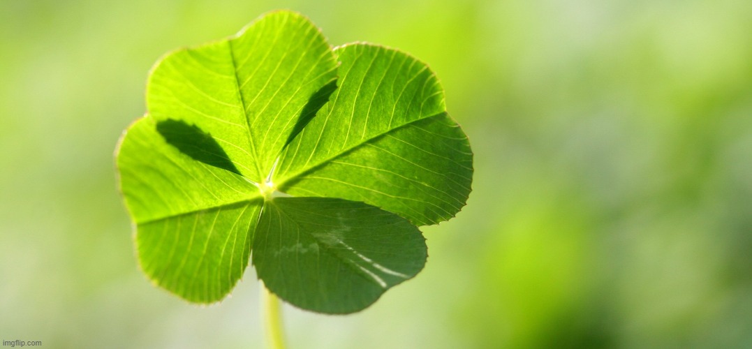 Lucky Luck clover | image tagged in lucky luck clover | made w/ Imgflip meme maker