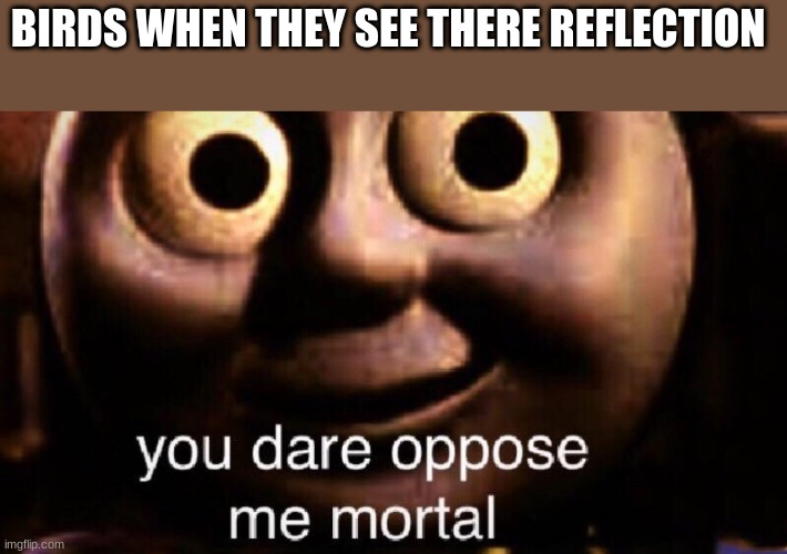 You dare oppose me mortal | BIRDS WHEN THEY SEE THERE REFLECTION | image tagged in you dare oppose me mortal | made w/ Imgflip meme maker