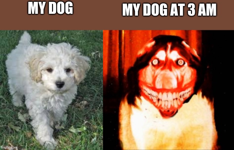 My dog | MY DOG AT 3 AM; MY DOG | made w/ Imgflip meme maker