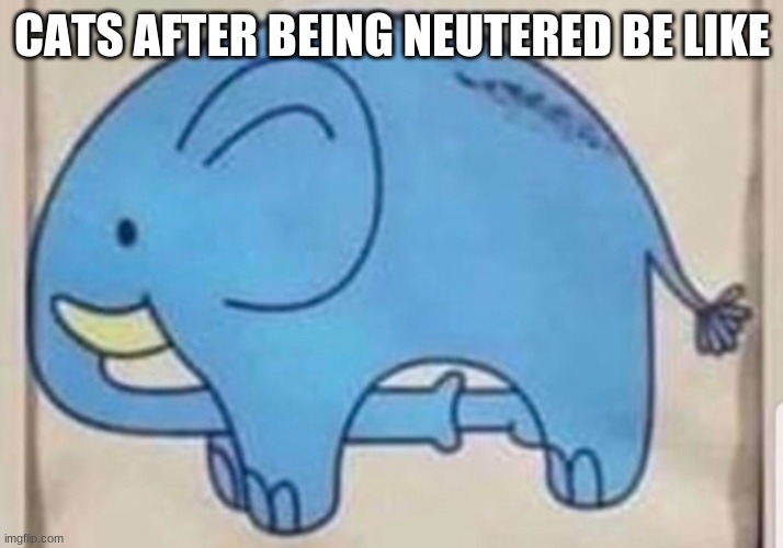 Elephant sucking itself | CATS AFTER BEING NEUTERED BE LIKE | image tagged in elephant sucking itself | made w/ Imgflip meme maker