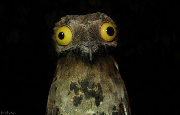 Weird Stuff I Do Potoo Meme | image tagged in memes,weird stuff i do potoo | made w/ Imgflip meme maker
