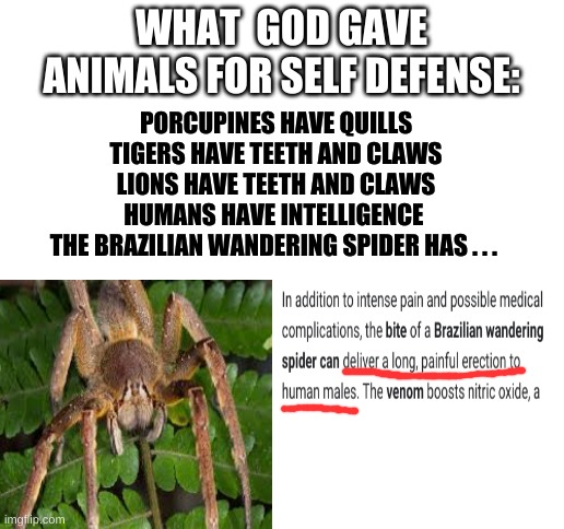 Blank White Template | WHAT  GOD GAVE ANIMALS FOR SELF DEFENSE:; PORCUPINES HAVE QUILLS
TIGERS HAVE TEETH AND CLAWS
LIONS HAVE TEETH AND CLAWS
HUMANS HAVE INTELLIGENCE 
THE BRAZILIAN WANDERING SPIDER HAS . . . | image tagged in blank white template | made w/ Imgflip meme maker