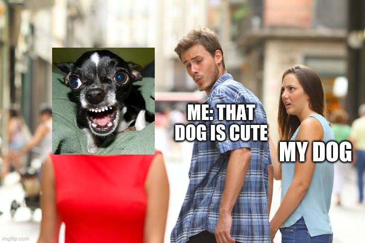 what??? | ME: THAT DOG IS CUTE; MY DOG | image tagged in memes,distracted boyfriend | made w/ Imgflip meme maker