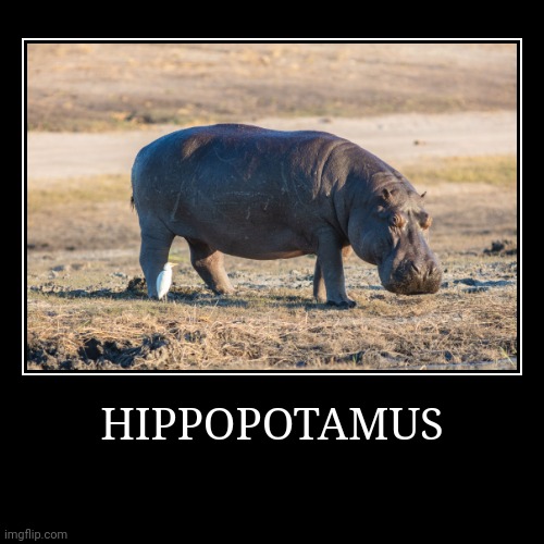 Hippopotamus | image tagged in demotivationals,hippopotamus | made w/ Imgflip demotivational maker