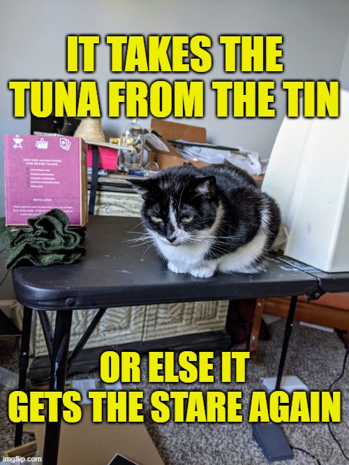 The stare | IT TAKES THE TUNA FROM THE TIN; OR ELSE IT GETS THE STARE AGAIN | image tagged in cat,kitten,stare,memes | made w/ Imgflip meme maker